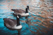 From the Boat to the Blind: Why Duck Hunters Love a Custom Wooden Call