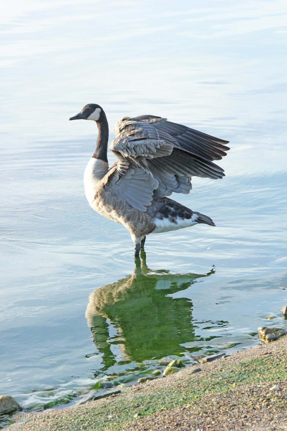 A duck floating on calm water