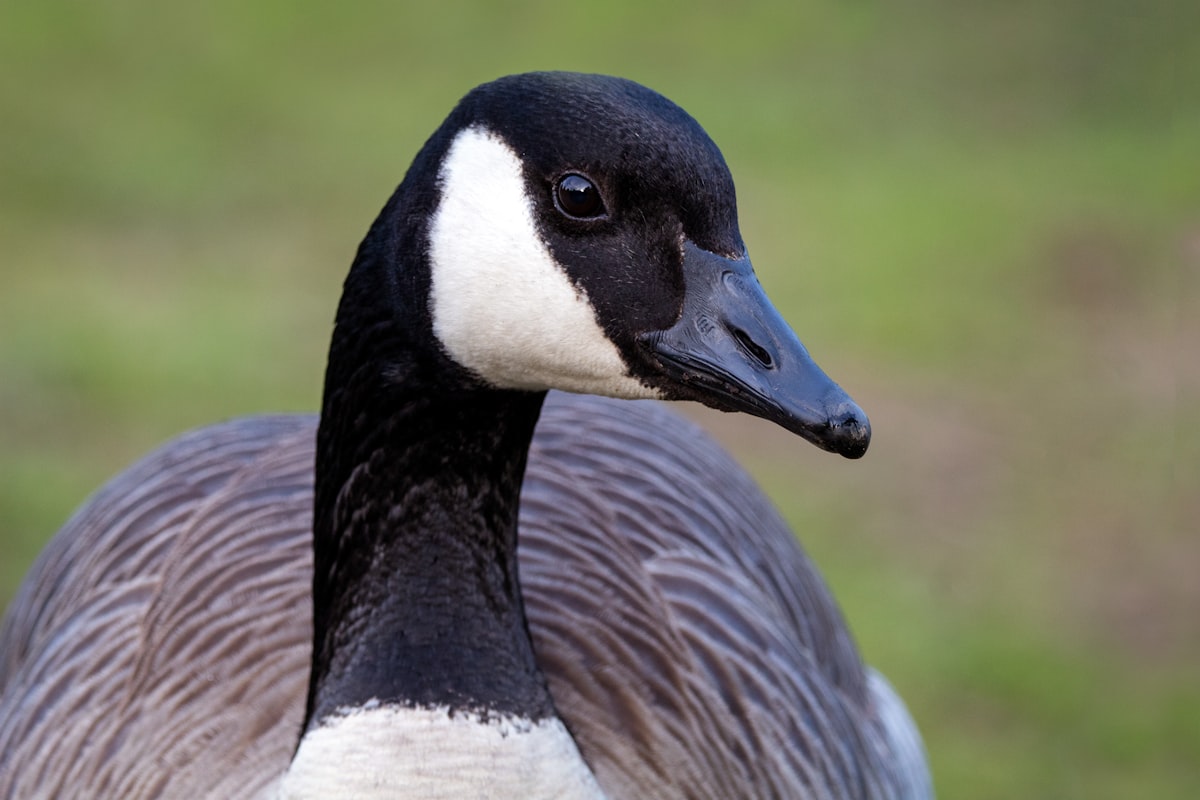 A close-up of a duck
